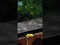 Download Lagu Mensen kunnen de regen ruiken voordat hij valt! #shorts