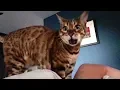 Video di Autotuned Cat [the original]