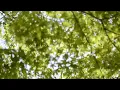 Healing BGM Emotional Gravity