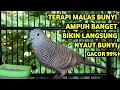 Perkutut Lokal Gacor Suara Super Kristal - Pancingan Malas Bunyi  (99%AMPUH BANGET)