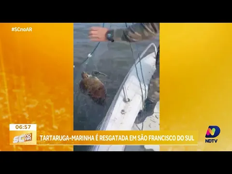 Tartaruga-marinha é resgatada em São Francisco do Sul