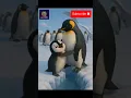Lagu Cute penguin looking for his mother 🥺 #shorts #viral #viralshorts