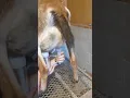 Hantop Milker day 1