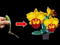 Download Lagu How easily I bred the most beautiful Cattleya orchid in the world