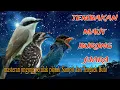 Download Lagu Tembakan maut burung juara lombahan jingjing petulak platuk Sampit dan Tengkek Buto