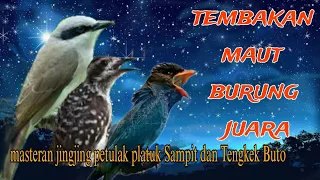 tembakan maut burung juara lombahan jingjing petulak platuk sampit dan tengkek buto