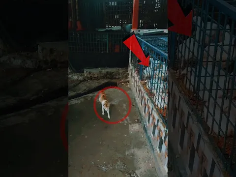 Ghost π at,tack on cat π