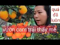 Lagu #165 em chồng mua bánh gửi cho bé Quân. (ý đồ gì)đi thăm vườn cam trái mê Ly