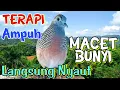 Download Lagu Pancingan burung perkutut lokal alam gacor Untuk Yang belajar bunyi