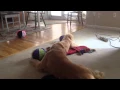 Mattiaci Goldens Leopard ChestR Han Henry