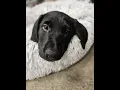 About the Bitter root Humane Association