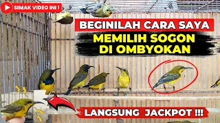 Download CARA MEMILIH SOGON DI OMBYOKAN❗DENGAN CARA INI PASTI DAPAT PROSPEK DAN BAGUS❗ MP3