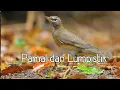 Download Lagu Menikmati suasana Alam di Desa Sionom Hudon Julu - Parlilitan Humbahas