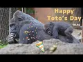 Download Lagu 🎂Happy 45th Toto's Day🦍🎊🎉 A calm gorilla who is loved by baby Sumomo and all gorillas