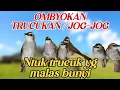 Download Lagu KOLONI SUARA TRUCUKAN | JOGJOG OMBYOKAN TERAPI BURUNG MALAS BUNYI.