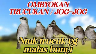 Download KOLONI SUARA TRUCUKAN | JOGJOG OMBYOKAN TERAPI BURUNG MALAS BUNYI. MP3