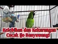 Kelebihan dan kelemahan cucak ijo Banyuwangi