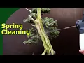 Bonsai trunk maintenance Moss Algae on Bonsai trunks Cleaning in spring