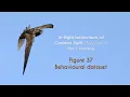 Download Lagu COMMON SWIFT - In flight grooming - FIGURE 37 : Behavioural dataset