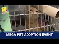 BARCS event aims to pair 100 pets with homes