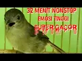 Download Lagu FLAMBOYAN GACOR EMOSI TINGGI NGEBREN  RAPAT NYERECET PALING Ampuh Buat  MASTERAN TERBARU