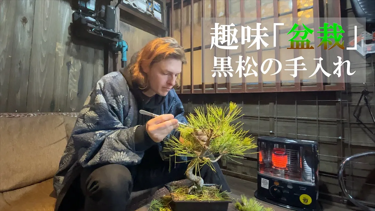 趣味の盆栽　黒松の手入れ　 Vlog 67