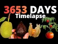 I filmed 3653 DAYS of Plant Growth for this TIMELAPSE