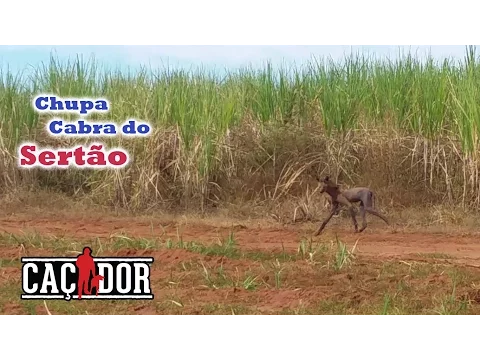 Download MP3 Chupa Cabra do Cerrado