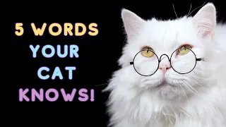 5 WORDS Your Cat Truly UNDERSTANDS (Backed by SCIENCE)