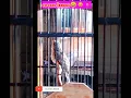 Lagu awas jangan diputar kicau burung kedasih#shorts #burungkedasih