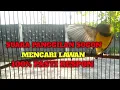 Download Lagu SUARA PANGGILAN SOGON MEMANGGIL LAWAN dijamin sogon apapun langsung respon