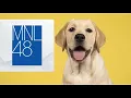 Download Lagu 「Labrador Retriever」by MNL48 (Filipino \u0026 English Lyrics)