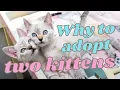 Two Kittens Are Better Than One Why to Adopt a Pair