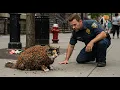 Download Lagu Animal Rescue Saves Cat Engulfed in Insects on Brooklyn Sidewalk