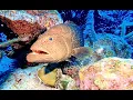 Download Lagu COME DIVE WITH ME IN BONAIRE  BEST SHORE DIVING IN THE WORLD!112 MINUTES UNDERWATER RELAXATION VIDEO