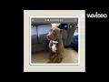 Dog sitting gay
