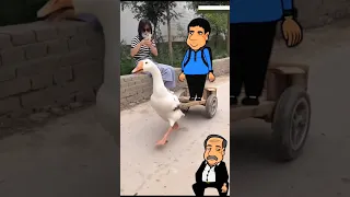 سيوده قلب البابا Shorts 