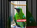 Download Lagu Cucak Ijo – Burung Viral yang Bernyanyi Bak Malaikat 😍🎶 #shorts #trendingshorts #birdlovers #birdsong