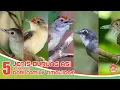 Download Lagu JENIS BURUNG ASI // DI INDONESIA // DARI FAMILY TIMALIIDAE.