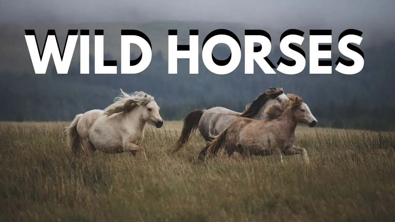 Wild Horses - Scenic Relaxation 20 minute Film With Relaxing Music #asmr