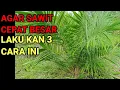 Download Lagu cara perawatan sawit,agar cepat besar dan meninggi
