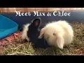 Max Chloe - two sweet teddy lop bunnies