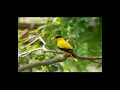 Download Lagu merdu banget... suara burung kepodang di alam liar