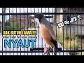 Lagu burung cendet gacor BONGKAR MATERI untuk PANCINGAN CENDET AGAR BUNYI bikin BURUNG PENTET GACOR NYAUT