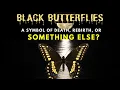 The Meaning of Black Butterflies A Symbol of Death Rebirth or Something Else