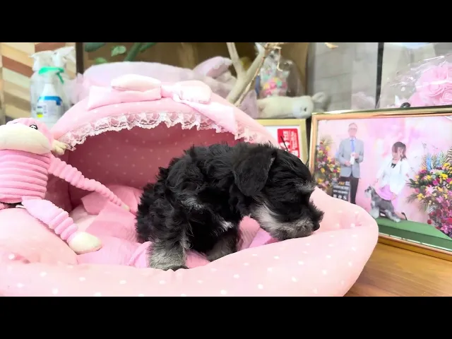 動画