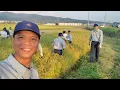 Download Lagu CÔNG TY KÊU ĐI NHỔ CỎ RUỘNG | Cuộc Sống Nhật | út đạt # 1272