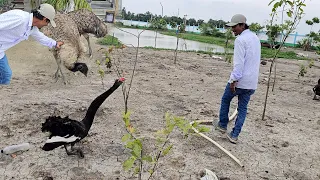 Black Swan & EmusActing Very Aggressive, What Happened To Them?