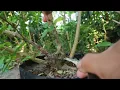 Download Lagu PEMBENTUKAN GERAK DASAR BAHANAN BONSAI SANCANG 