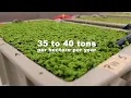 Download Lagu Azolla, a little fern with massive green potential